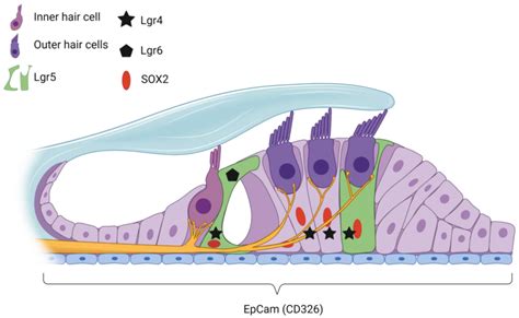 cellsphair|Hair cell